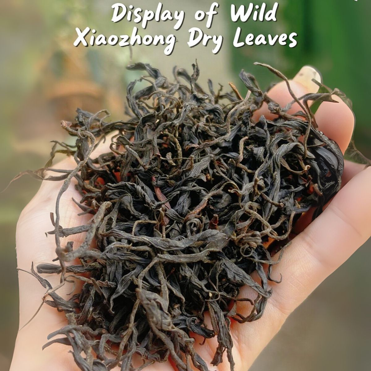 Wild Xiaozhong/Wild Lapsang 250g -Smoky Honeyed Mineral Woody Fruity