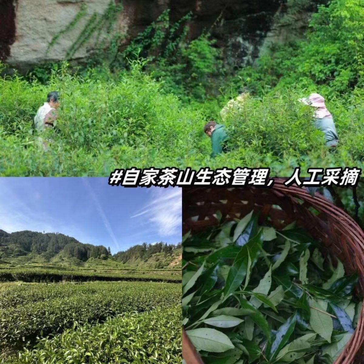 Alpine Elegance Aroma Oolong Tea