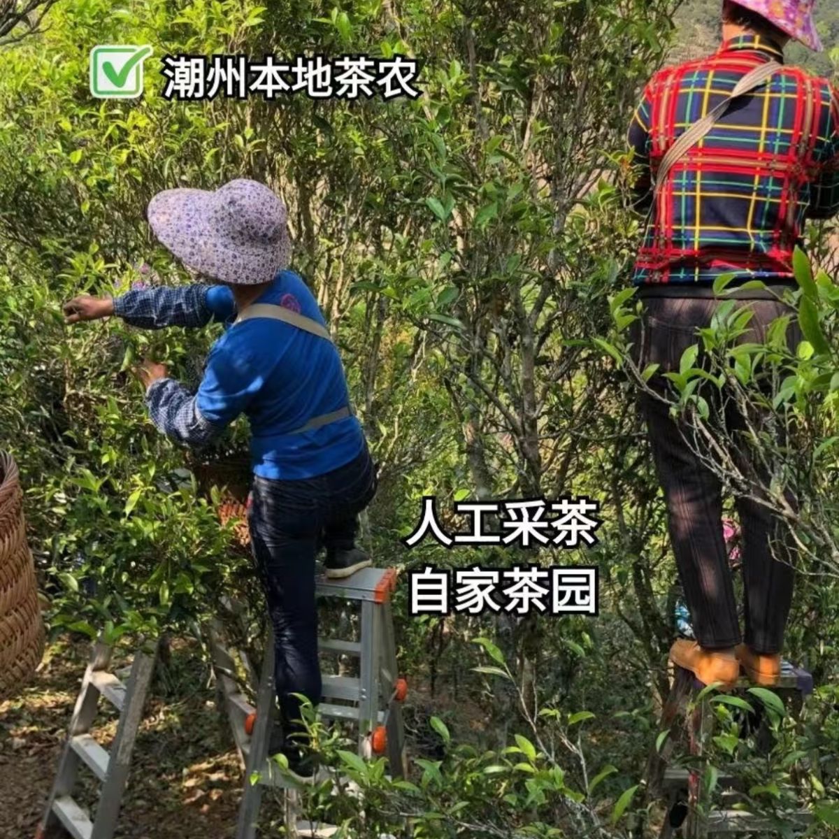 Mid-Mountain Bamboo Leaf Aroma Dan Cong – Crisp Floral & Fresh Herbaceous Notes