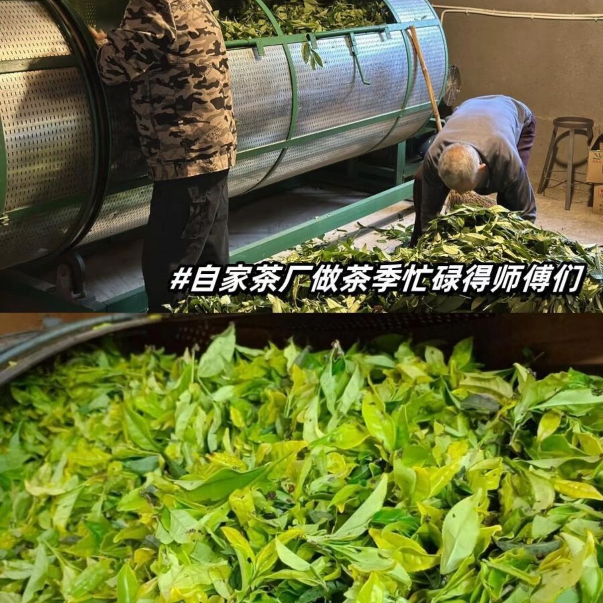 Alpine Elegance Aroma Oolong Tea