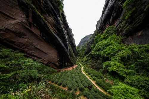 Rows of tea plants in a narrow valley between steep rocky cliffs