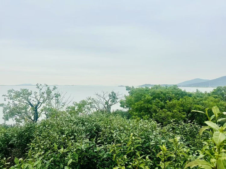 Phoenix Dancong Oolong