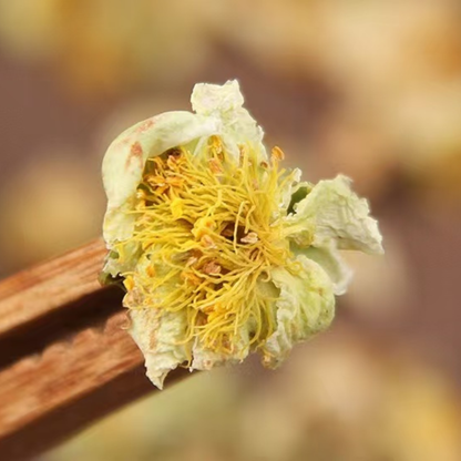 Yunnan Pu-erh Tea Flowers — Rare Ancient Tree Harvest | Honey Sweet, Gentle & Caffeine-Light