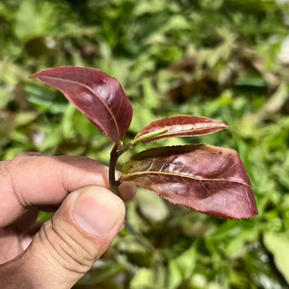 2023 Ancient Tree Purple‑Bud Raw Pu‑erh Loose Leaf Tea