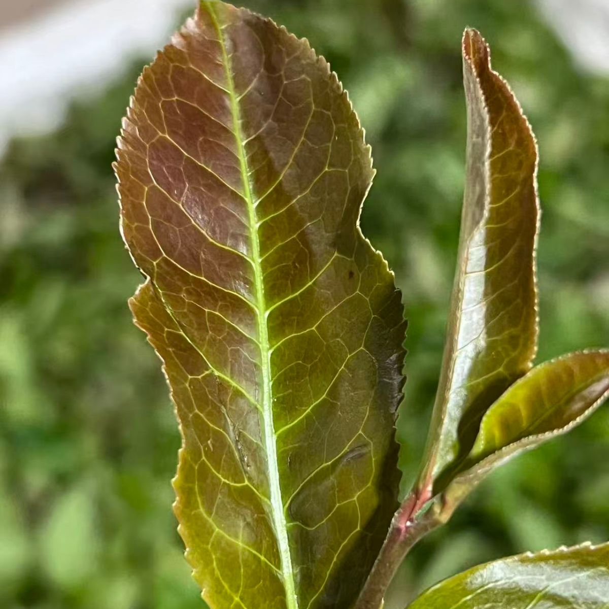 2023 Ancient Tree Purple‑Bud Raw Pu‑erh Loose Leaf Tea