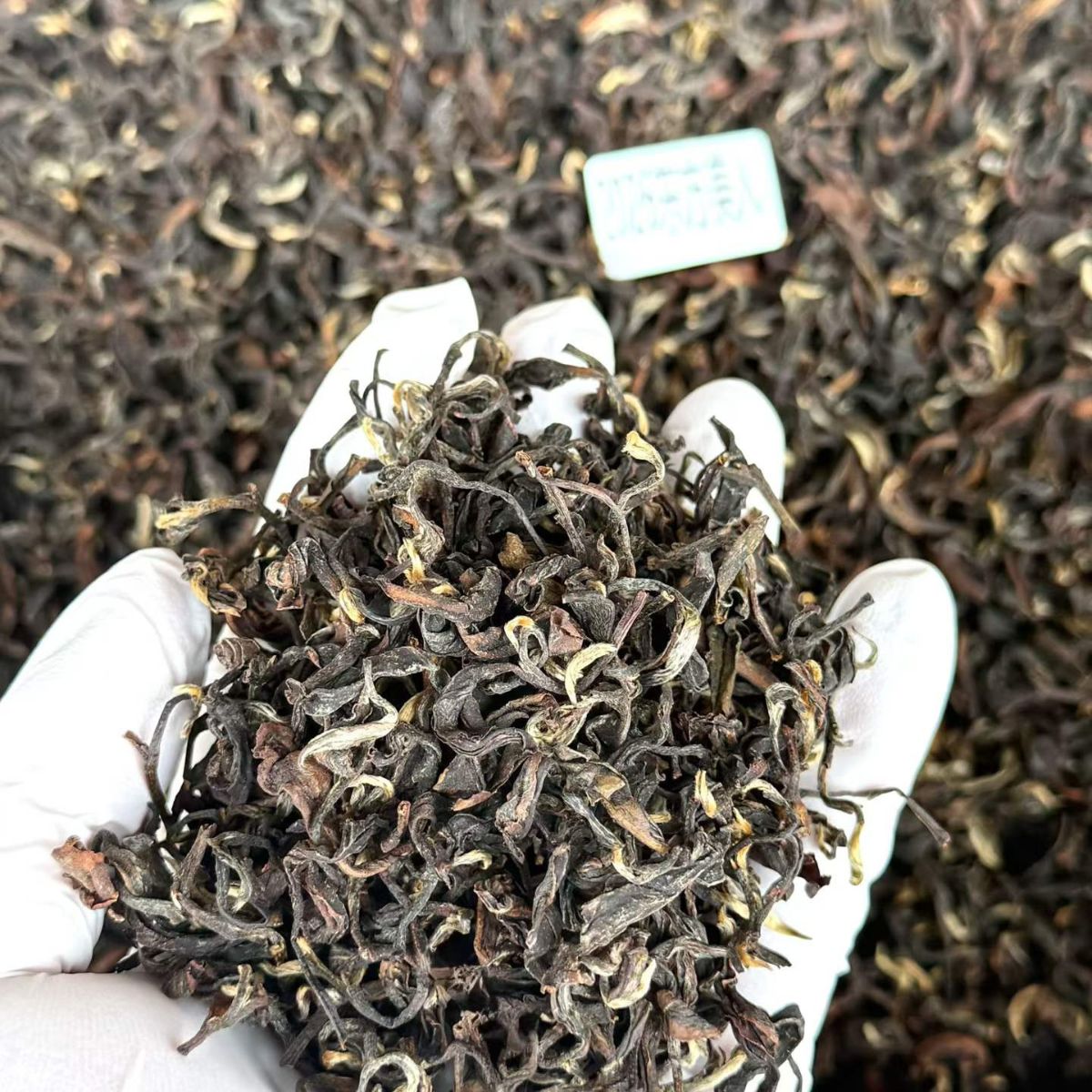 2026 Oriental Beauty (Dongfang Meiren) | Rare Leafhopper-Bitten Taiwan Oolong