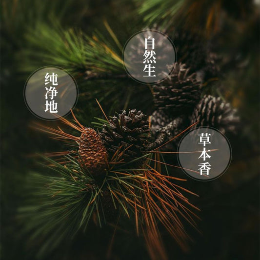 Han Fang Natural Pine Cone Incense Sticks – 50g (~135 Sticks) | Purifying & Calming