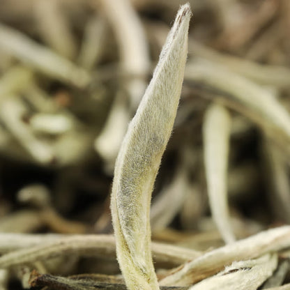 Fuding White Tea – Bai Hao Yin Zhen (Silver Needle) | Premium First Flush