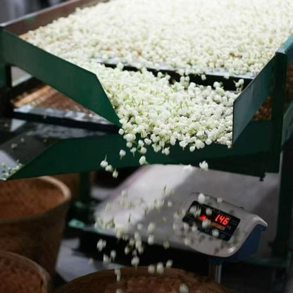 Jasmine Dragon Pearls - Fuzhou Jasmine & Silver Needle White Tea