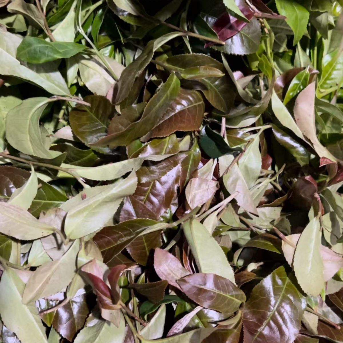 2023 Ancient Tree Purple‑Bud Raw Pu‑erh Loose Leaf Tea