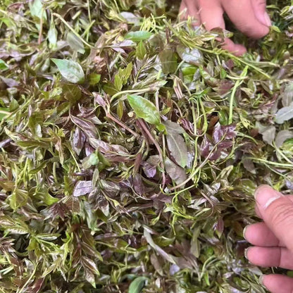 Pure Wild Purple Berry Tea (Zhangjiajie Mingqian Purple‑Bud Vine Tea) – Top‑Grade Wild‑Harvested, High in Anthocyanins & Flavonoids