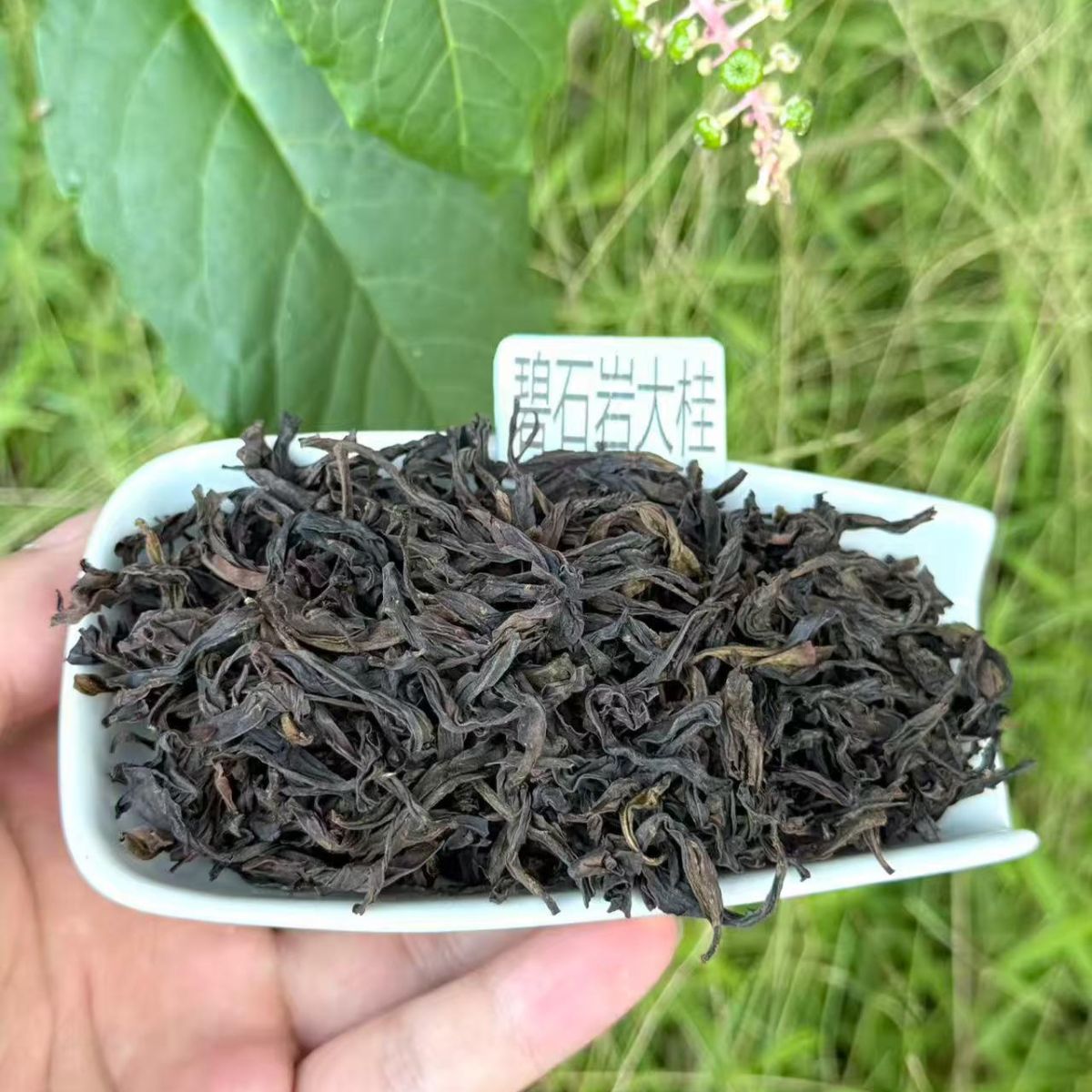 Bi Shi Yan Rougui | Wuyi Half-Rock Oolong — Bold, Fierce & Deeply Aromatic