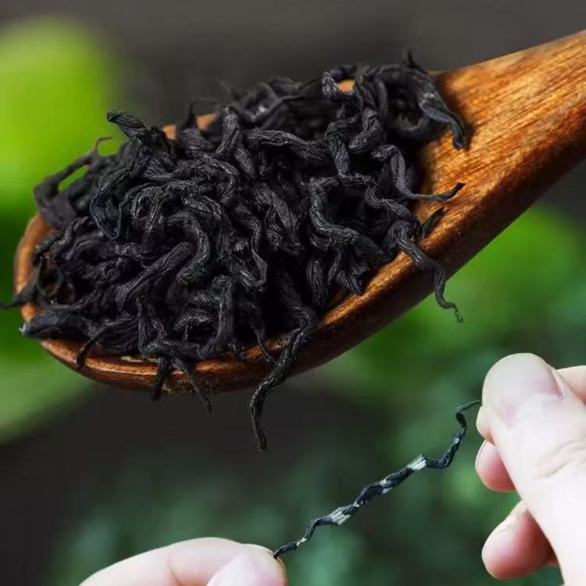 Wild Ancient Tree Eucommia Tea Premium 500g - 50-Year Zhangjiajie High Selenium