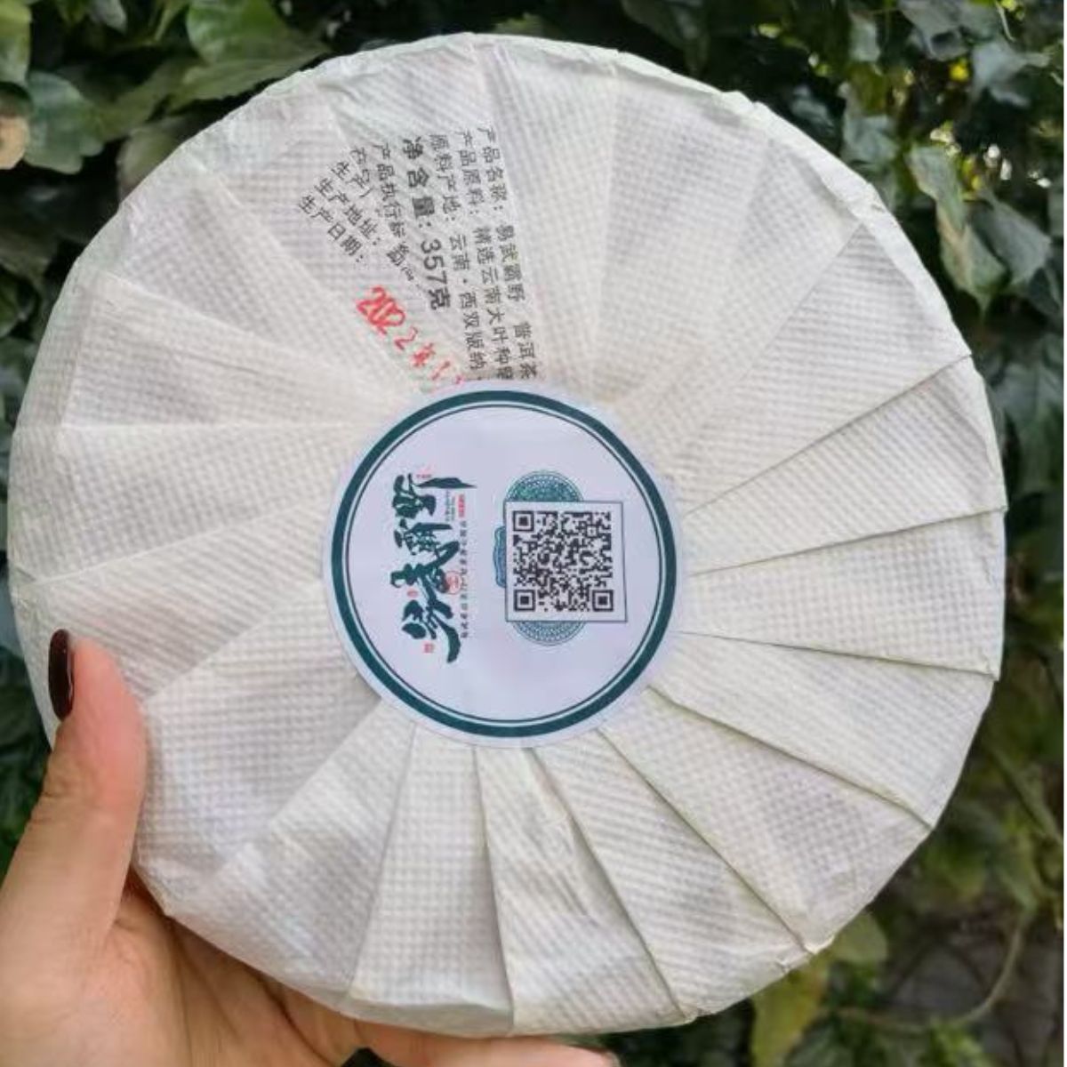 Yiwu Ba Ye — Rare Wild Arbor High-Pole Sheng Puerh | 357g Cake | Untamed Tea Energy