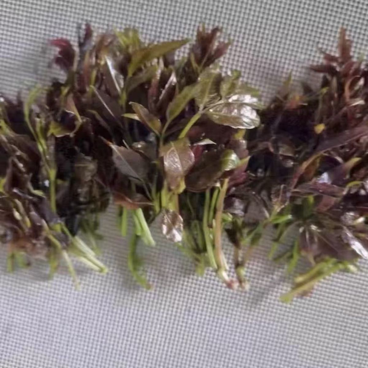 Pure Wild Purple Berry Tea (Zhangjiajie Mingqian Purple‑Bud Vine Tea) – Top‑Grade Wild‑Harvested, High in Anthocyanins & Flavonoids