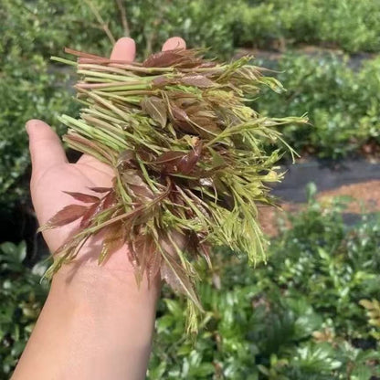 Pure Wild Purple Berry Tea (Zhangjiajie Mingqian Purple‑Bud Vine Tea) – Top‑Grade Wild‑Harvested, High in Anthocyanins & Flavonoids