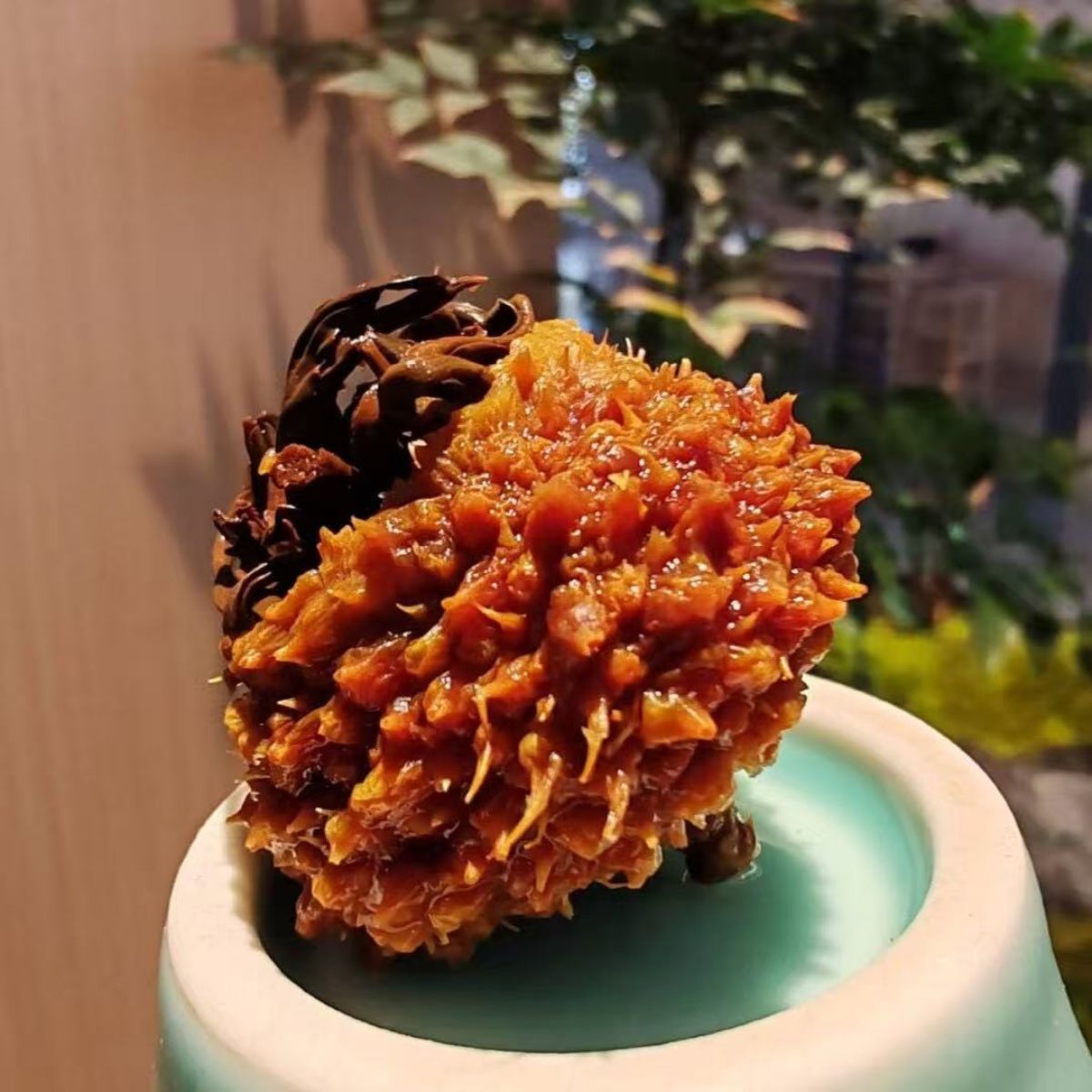 Rosehip Black Tea Premium 2025 - Yunnan Ancient Tree with Wild Rosehip Fruit