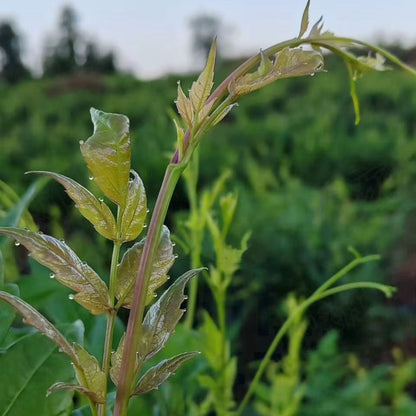 Pure Wild Purple Berry Tea (Zhangjiajie Mingqian Purple‑Bud Vine Tea) – Top‑Grade Wild‑Harvested, High in Anthocyanins & Flavonoids