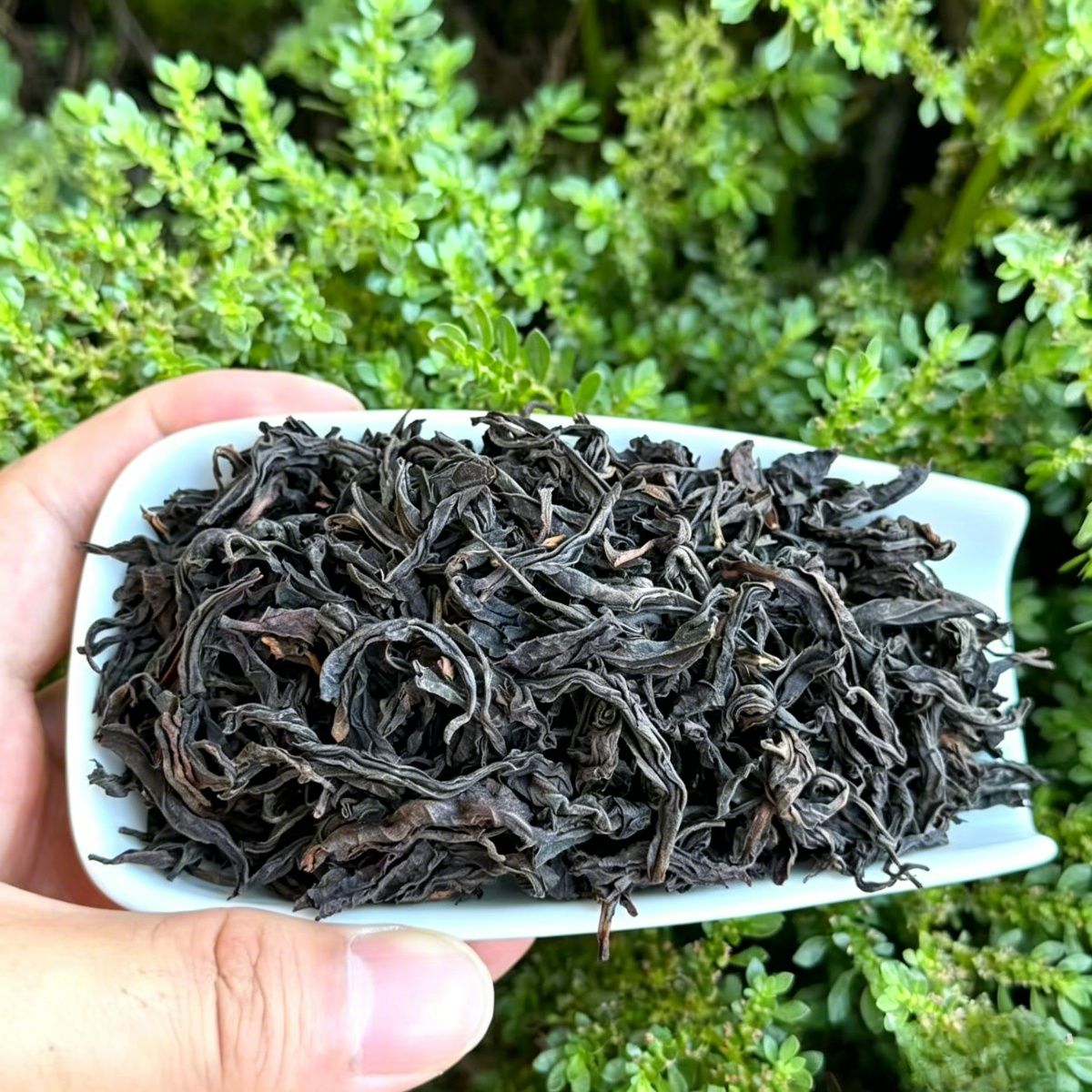 2026 High-Mountain Wild Black Tea | Explosive Peach & Floral Aroma | Smooth, Naturally Sweet (250g / 500g)